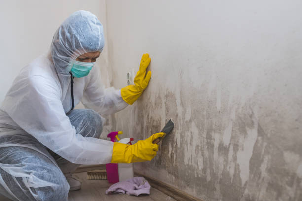 Best Office Mold Removal Services  in Devola, OH